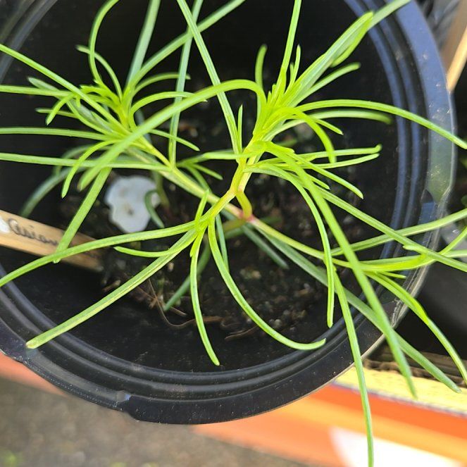 Photo of the plant species Tunisian Saltwort by @PetPoisonbulb named Sproutacus on Greg, the plant care app