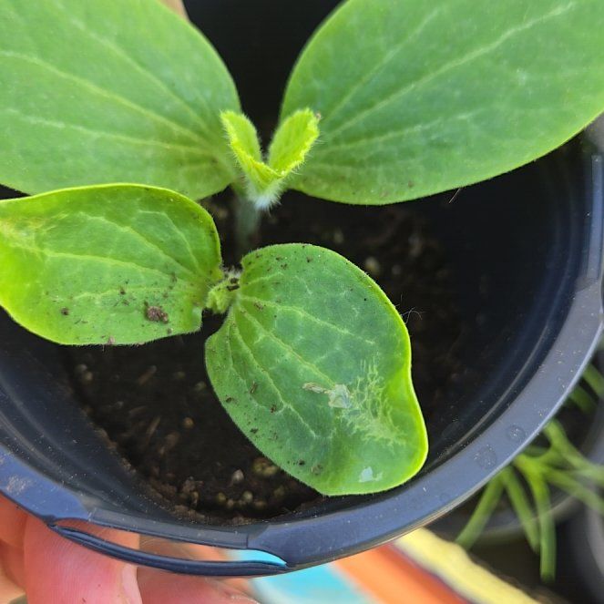 Photo of the plant species New England Pie Pumpkin by @PetPoisonbulb named Plato on Greg, the plant care app
