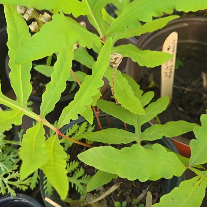 Photo of the plant species Sensitive Fern by @PetPoisonbulb named Pax on Greg, the plant care app