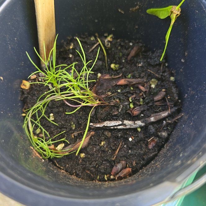 Photo of the plant species Persian Cumin by @PetPoisonbulb named Abdul on Greg, the plant care app