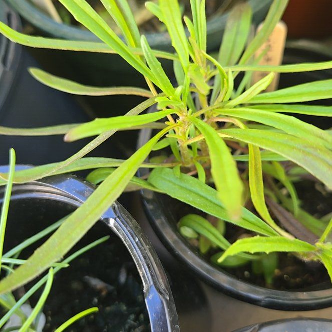 Photo of the plant species Night Phlox by @PetPoisonbulb named Planty on Greg, the plant care app