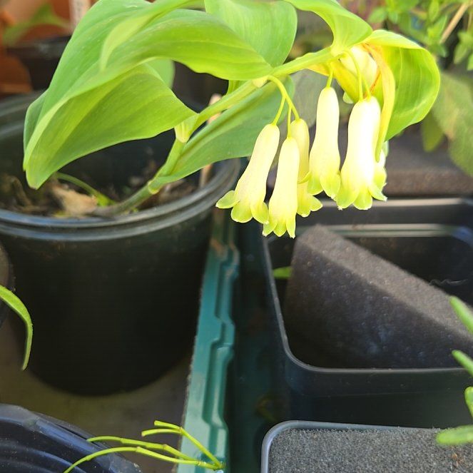 Photo of the plant species Common Solomon's Seal by @PetPoisonbulb named Ceecee on Greg, the plant care app