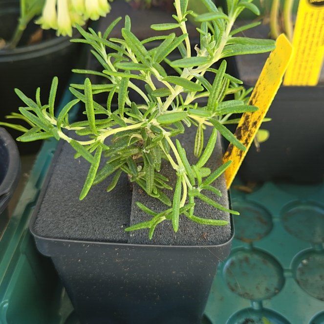 Photo of the plant species Rosemary 'Blue Rain' by @PetPoisonbulb named Leonardo on Greg, the plant care app