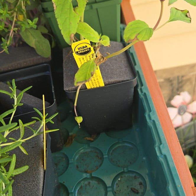 Photo of the plant species Pineapple Sage by @PetPoisonbulb named Penelope on Greg, the plant care app