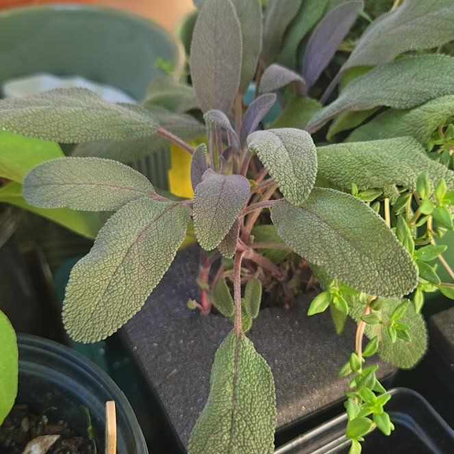 Photo of the plant species Salsa Purple Sage by @PetPoisonbulb named Marilyn on Greg, the plant care app