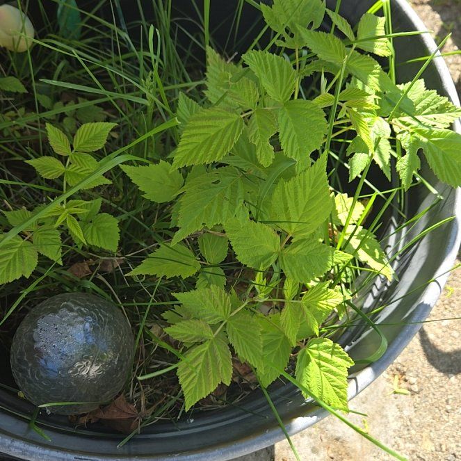 Photo of the plant species European Red Raspberry by @PetPoisonbulb named Sir Plancelot on Greg, the plant care app