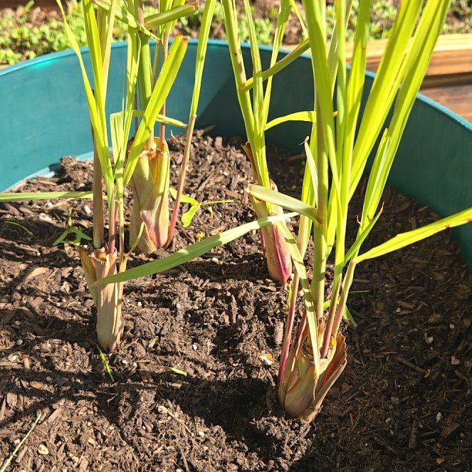 Photo of the plant species Lemon Grass by @PetPoisonbulb named Tupot amaroot on Greg, the plant care app