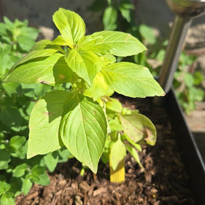 Photo of the plant species Lime Basil by @PetPoisonbulb named Luna on Greg, the plant care app