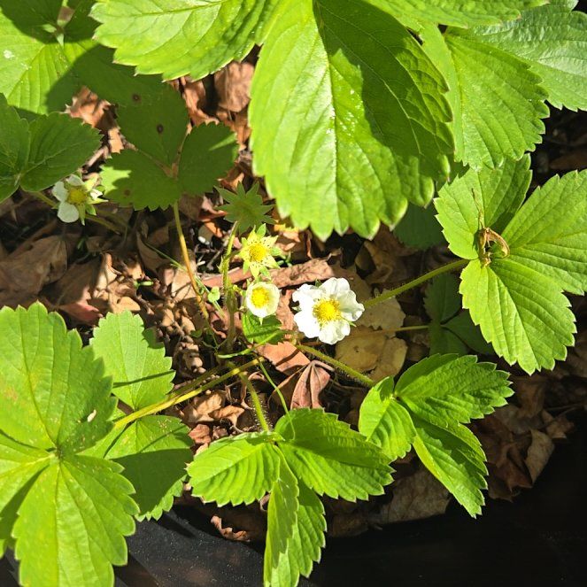 Photo of the plant species Scarlet Strawberry by @PetPoisonbulb named Scarlet on Greg, the plant care app