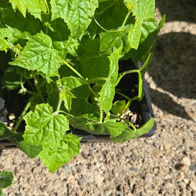 Photo of the plant species Cucamelon by @PetPoisonbulb named Sage on Greg, the plant care app