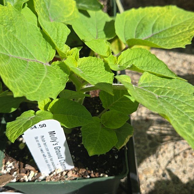 Photo of the plant species Virginia Ground Cherry by @PetPoisonbulb named Gregarious on Greg, the plant care app