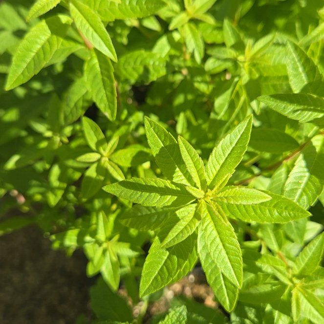 Photo of the plant species lemon verbena by @PetPoisonbulb named Sherlock on Greg, the plant care app