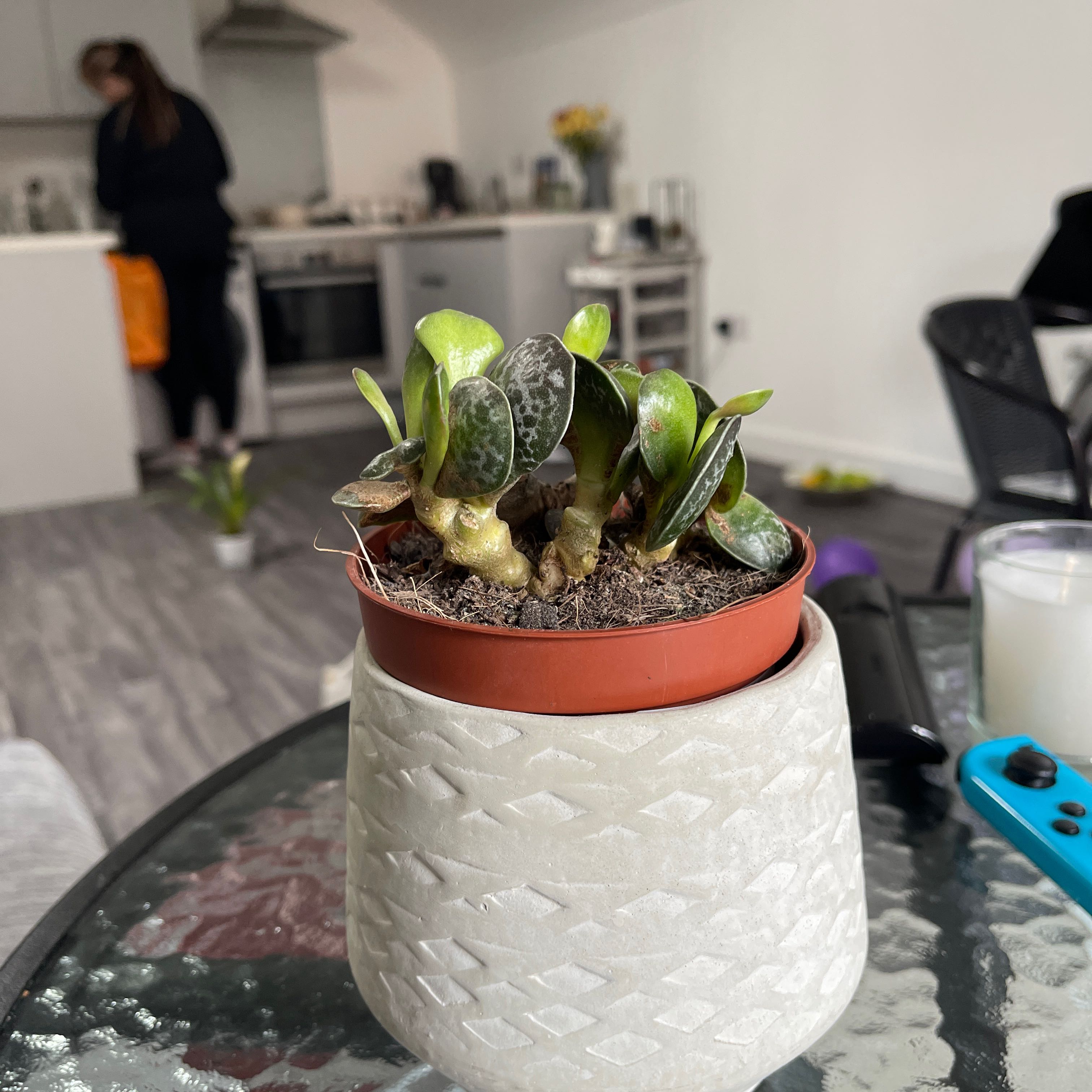 Potted Calico Hearts plant on a table with a kitchen and person in the background.