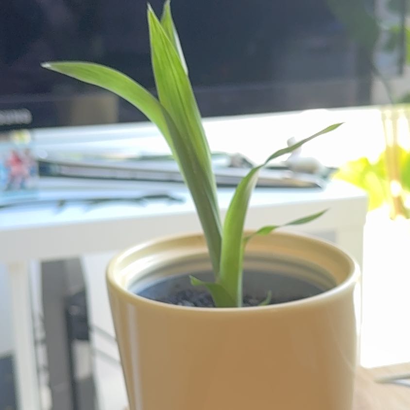 Photo of the plant species Scarlet Star by @Loops named Daphne on Greg, the plant care app