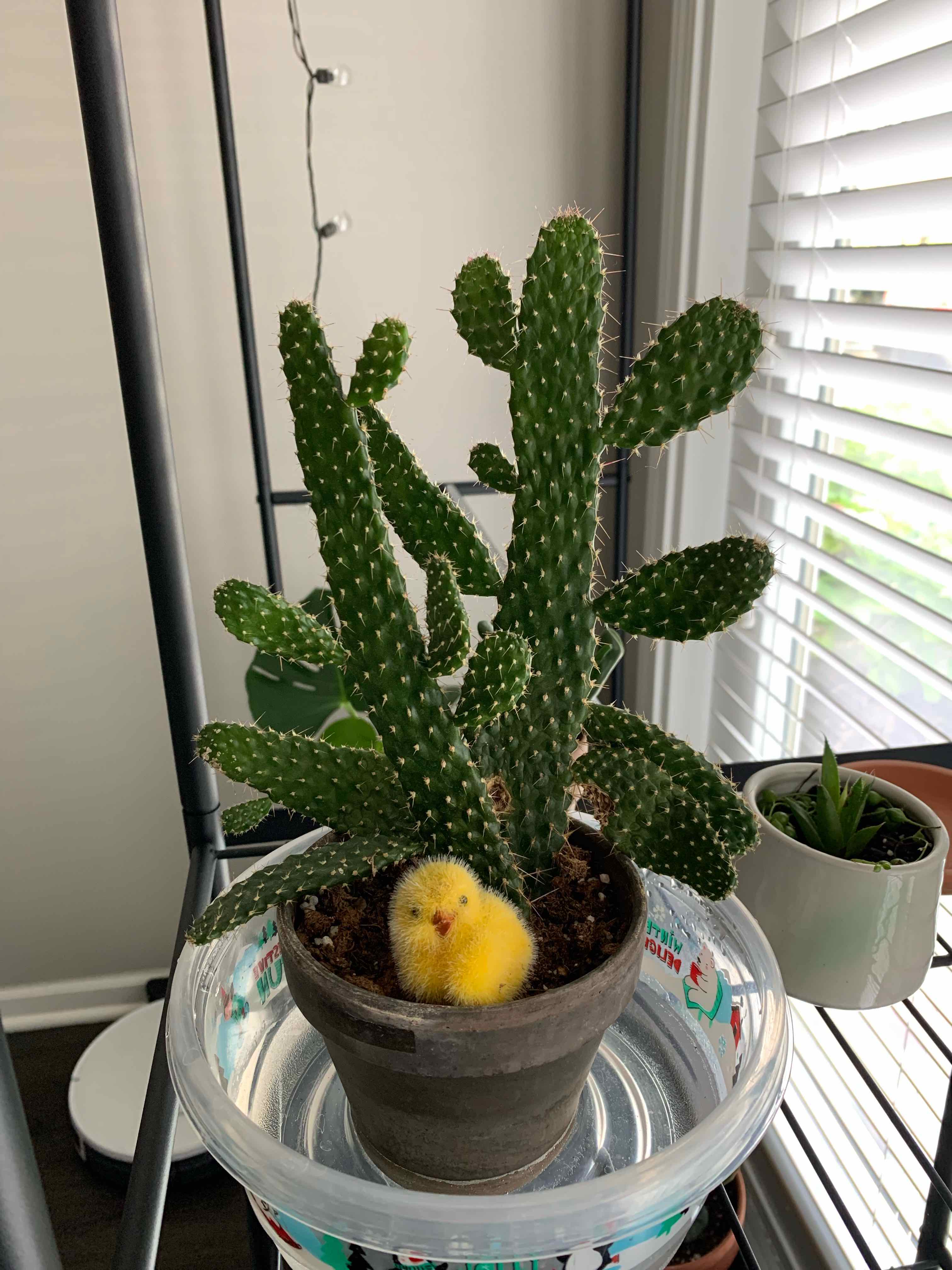 Road Kill Cactus in a pot with a small decorative item, placed on a plastic container.