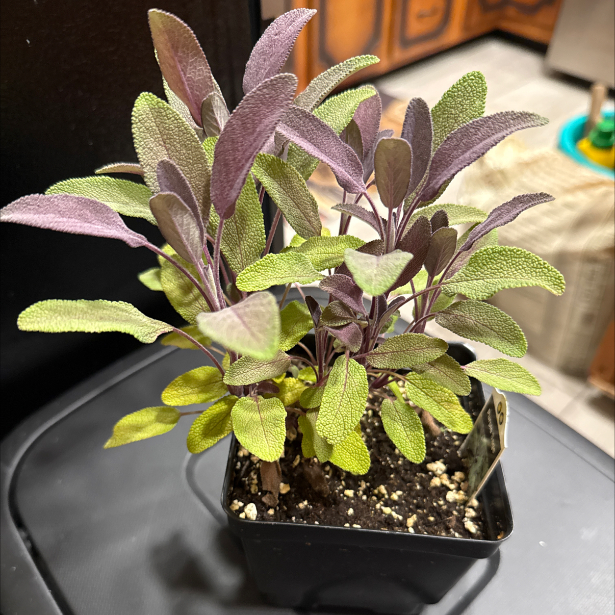 Photo of the plant species Purple Sage by @MicciA named Bieber on Greg, the plant care app