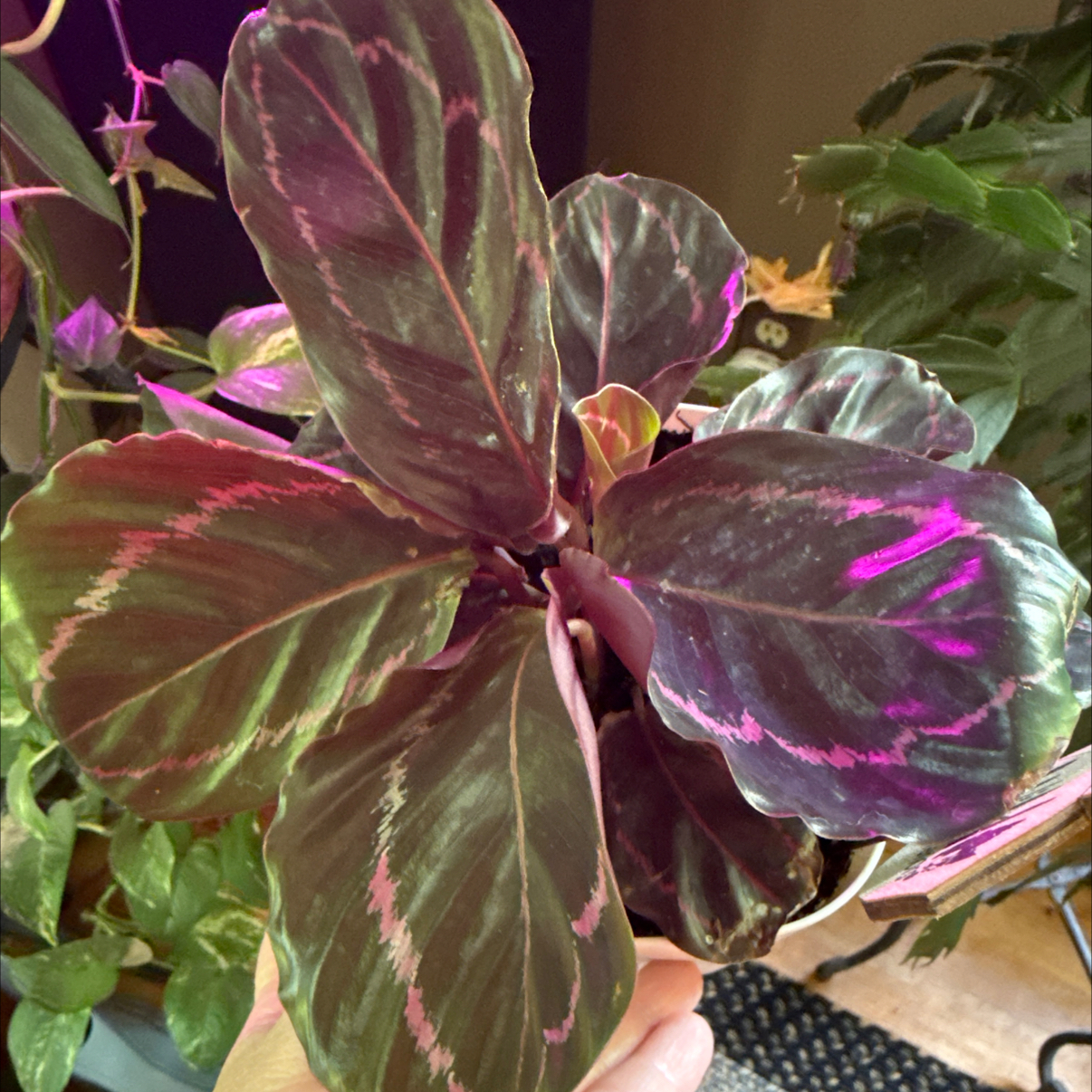 Photo of the plant species Prayer Plant Dottie by @MicciA named Sir Plancelot on Greg, the plant care app