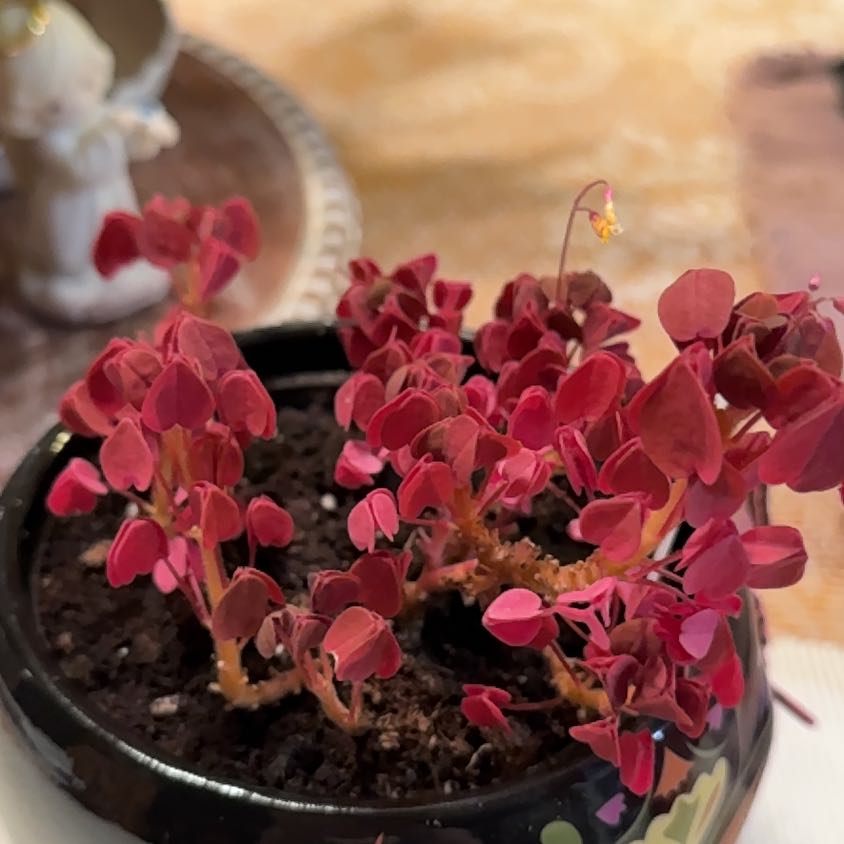 Photo of the plant species Oxalis spiralis 'Plum Crazy' by @MicciA named Irlene on Greg, the plant care app