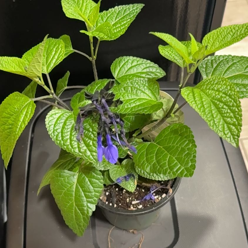 Photo of the plant species Anise-Scented Sage by @MicciA named Joy on Greg, the plant care app