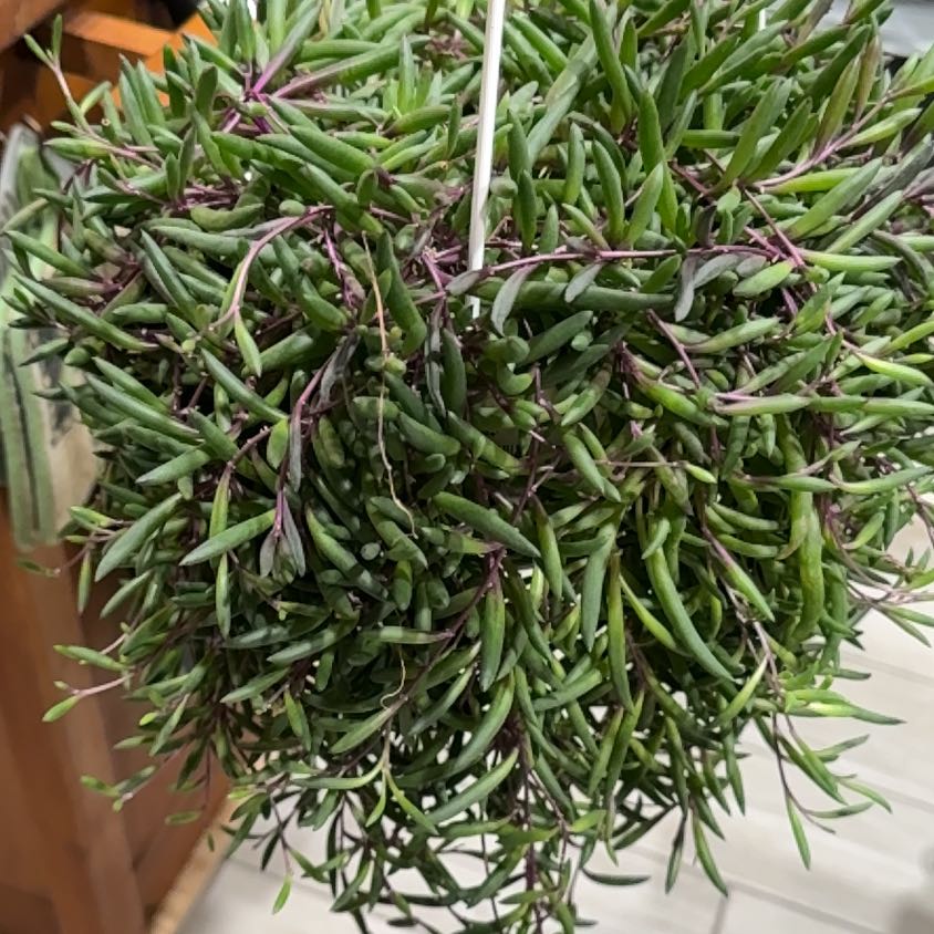 Photo of the plant species Ruby Necklace Plant by @MicciA named Morgan Treeman on Greg, the plant care app