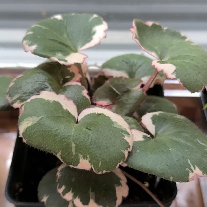 Photo of the plant species Pink Alumroot by @MicciA named Beri Goode on Greg, the plant care app