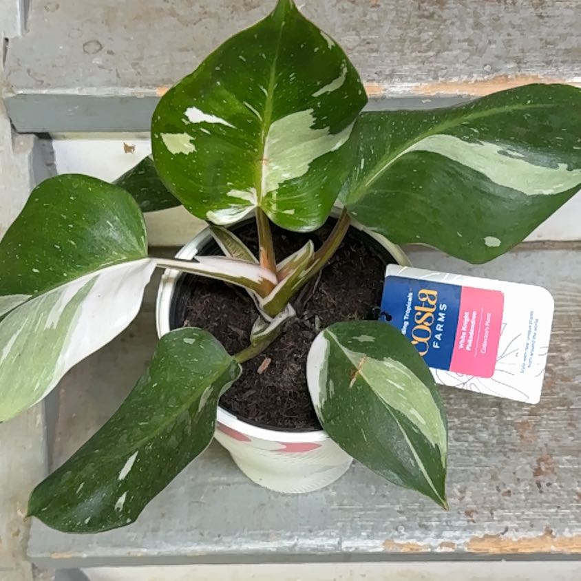 Photo of the plant species White Knight Philodendron by @MicciA named Maya on Greg, the plant care app