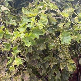 Photo of the plant species Wine Grape by @BrainyPepino named Gregarious on Greg, the plant care app