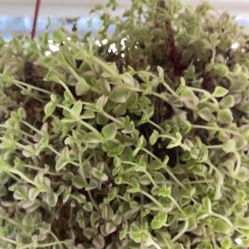 Photo of the plant species Crassula 'Petite Bicolor' by @PiquantBacopa named Michelle Branch on Greg, the plant care app