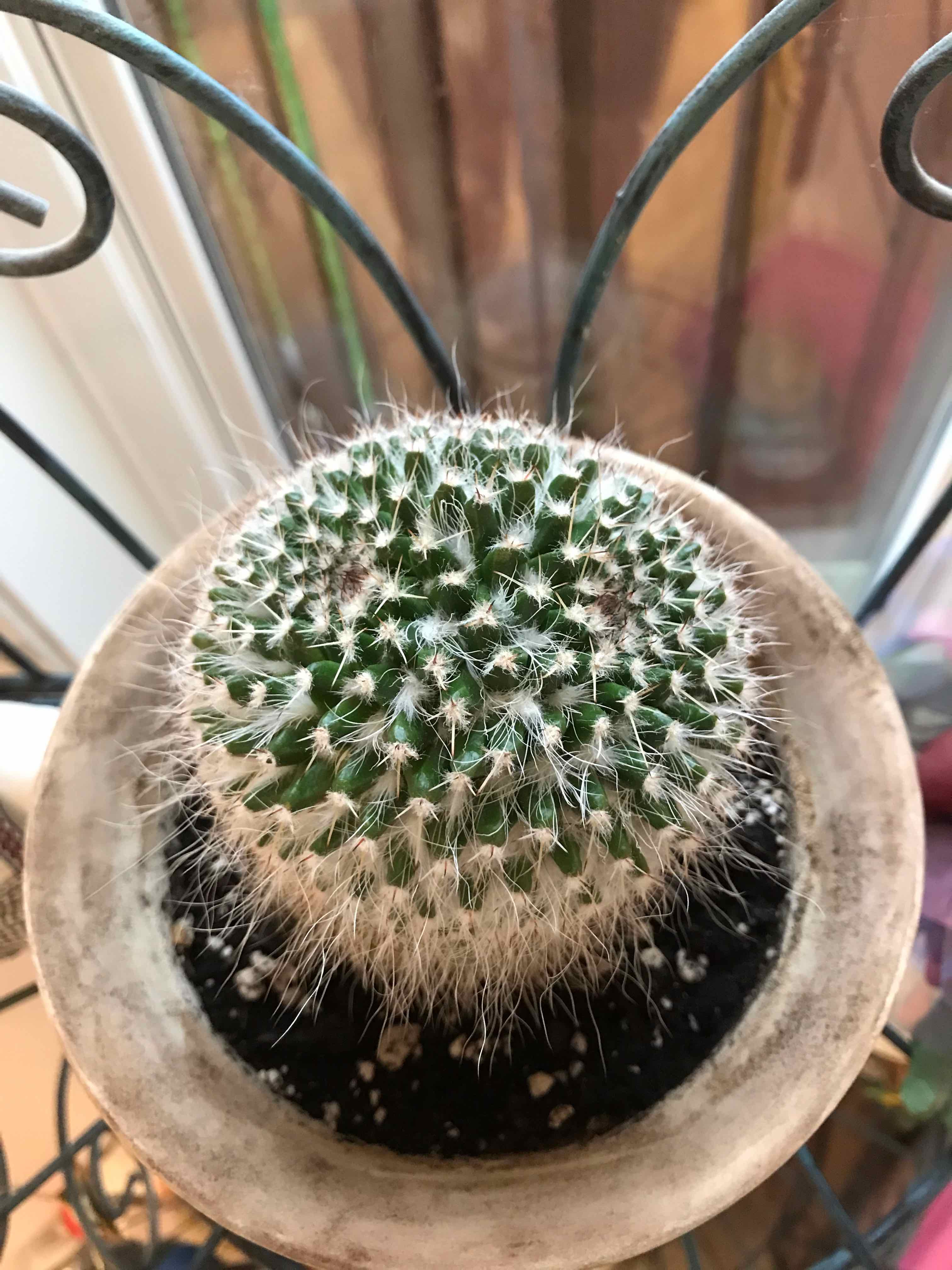 Mammillaria karwinskiana 'Nejapensis' cactus in a pot, healthy and well-framed.