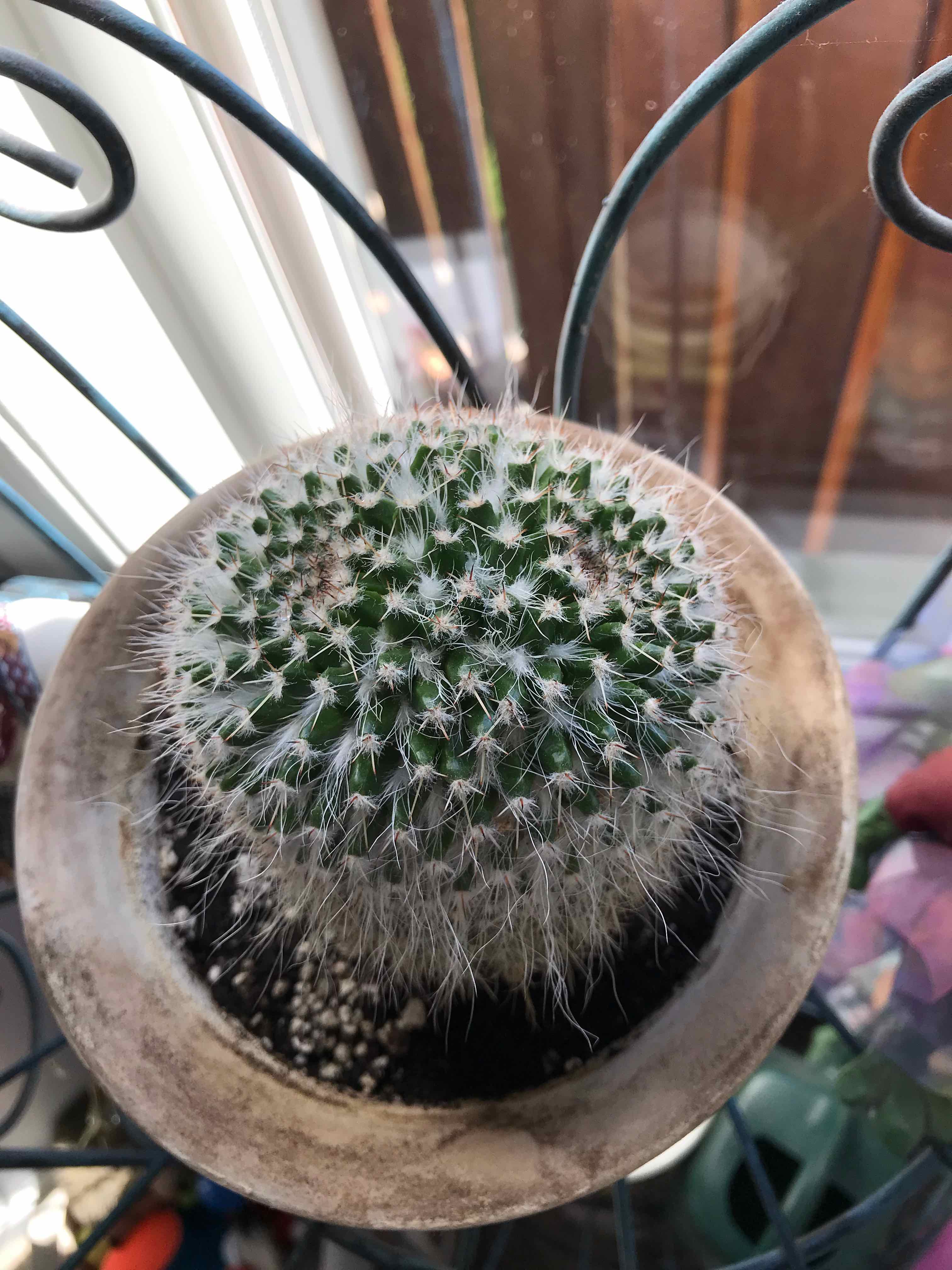 Mammillaria karwinskiana 'Nejapensis' cactus in a pot, well-framed and in focus.