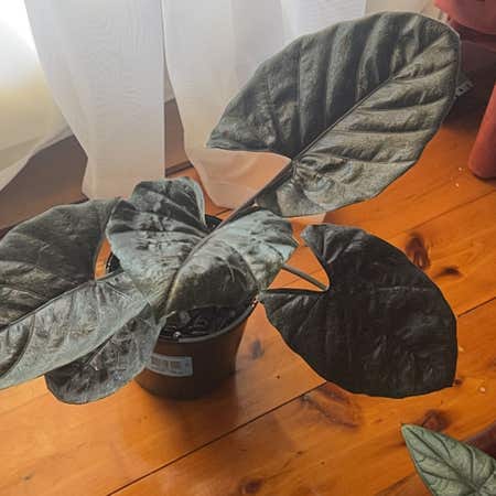 Photo of the plant species Alocasia Antoro Velvet by @UnequivocalSucc named Surya on Greg, the plant care app