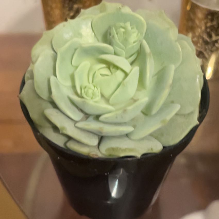 Photo of the plant species Echeveria 'Leilana' by @GodlyAnacua named Shakira on Greg, the plant care app