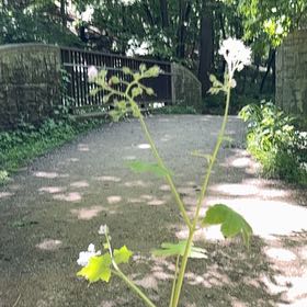 Photo of the plant species Chaya by @ZarfMaylily named Einstein on Greg, the plant care app