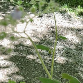 Photo of the plant species Blue Tansy by @ZarfMaylily named Sigmund on Greg, the plant care app
