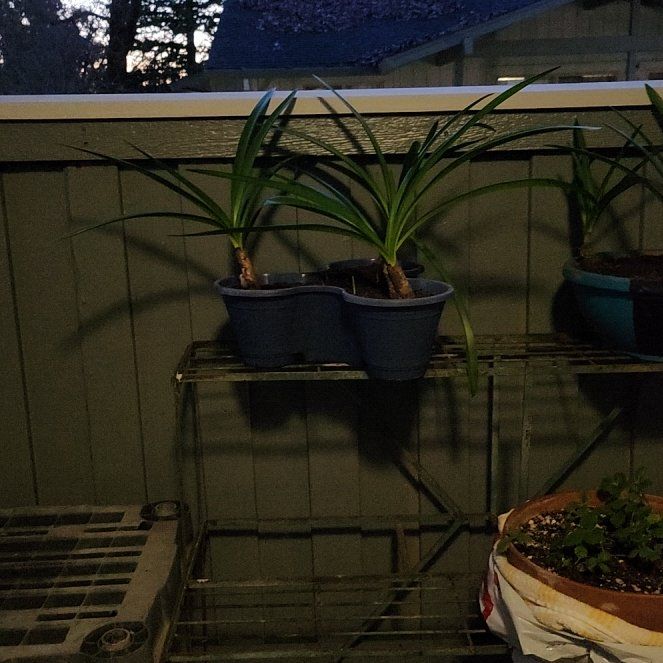 Photo of the plant species Dragon Amaryllis by @ClearWildcarrot named Lola on Greg, the plant care app
