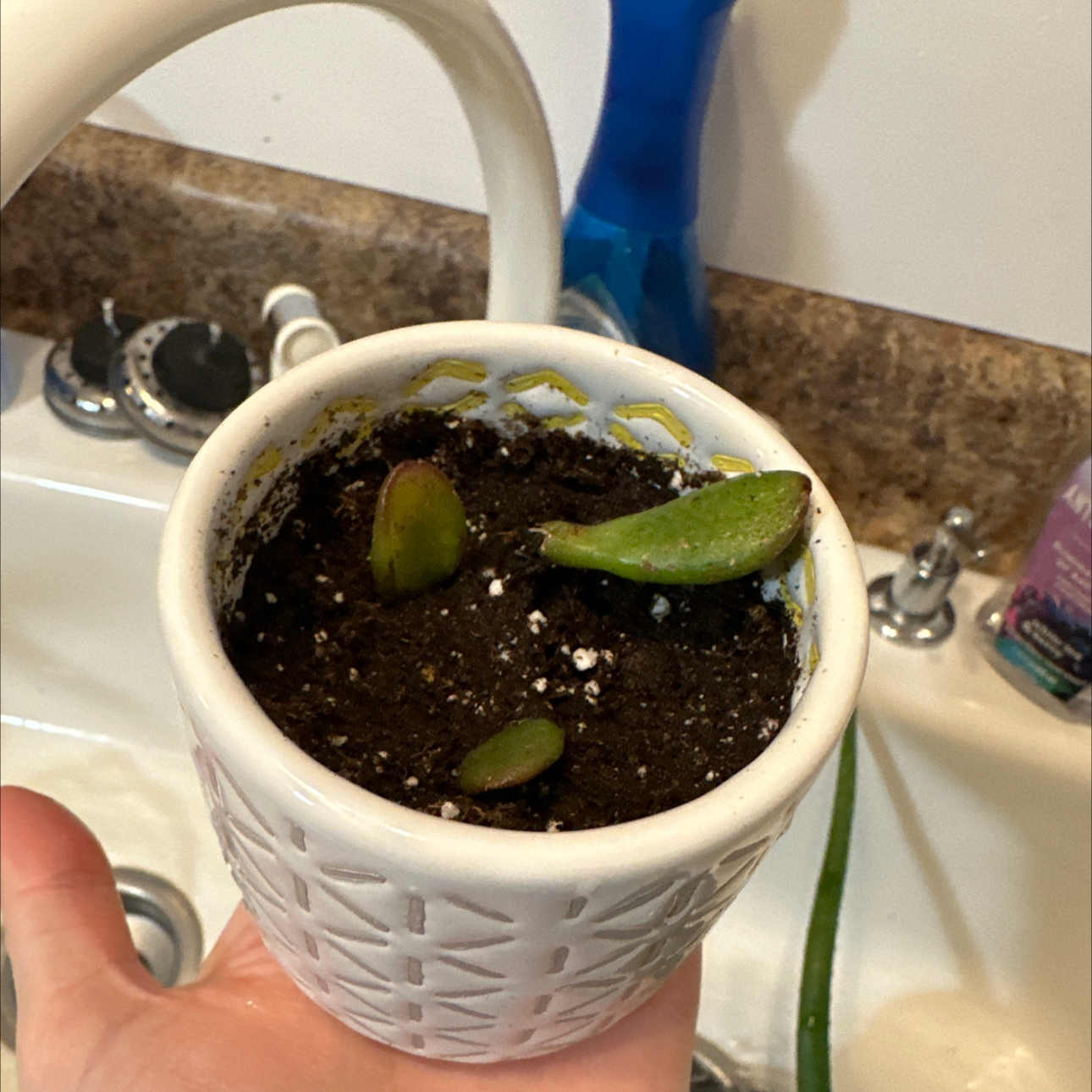 Photo of the plant species Sunset Gollum Jade by @ZestBearsear named Gollum Jade on Greg, the plant care app