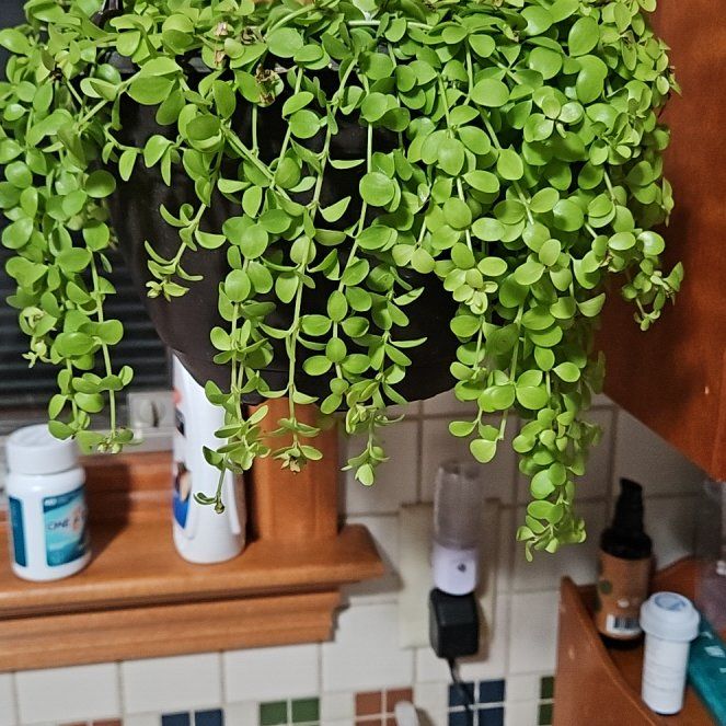 Photo of the plant species Isabella Peperomia by @UpholderFanpalm named Denali on Greg, the plant care app