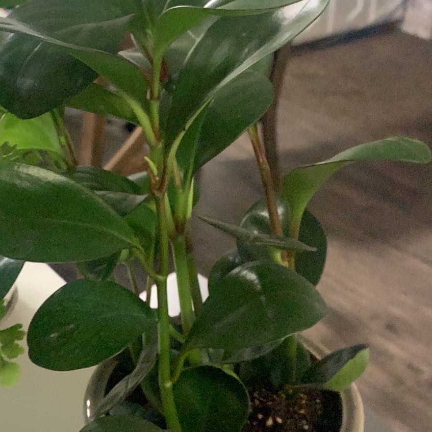 Photo of the plant species Variegated Red Edge Peperomia by @BestCrowgarlic named Aurora on Greg, the plant care app