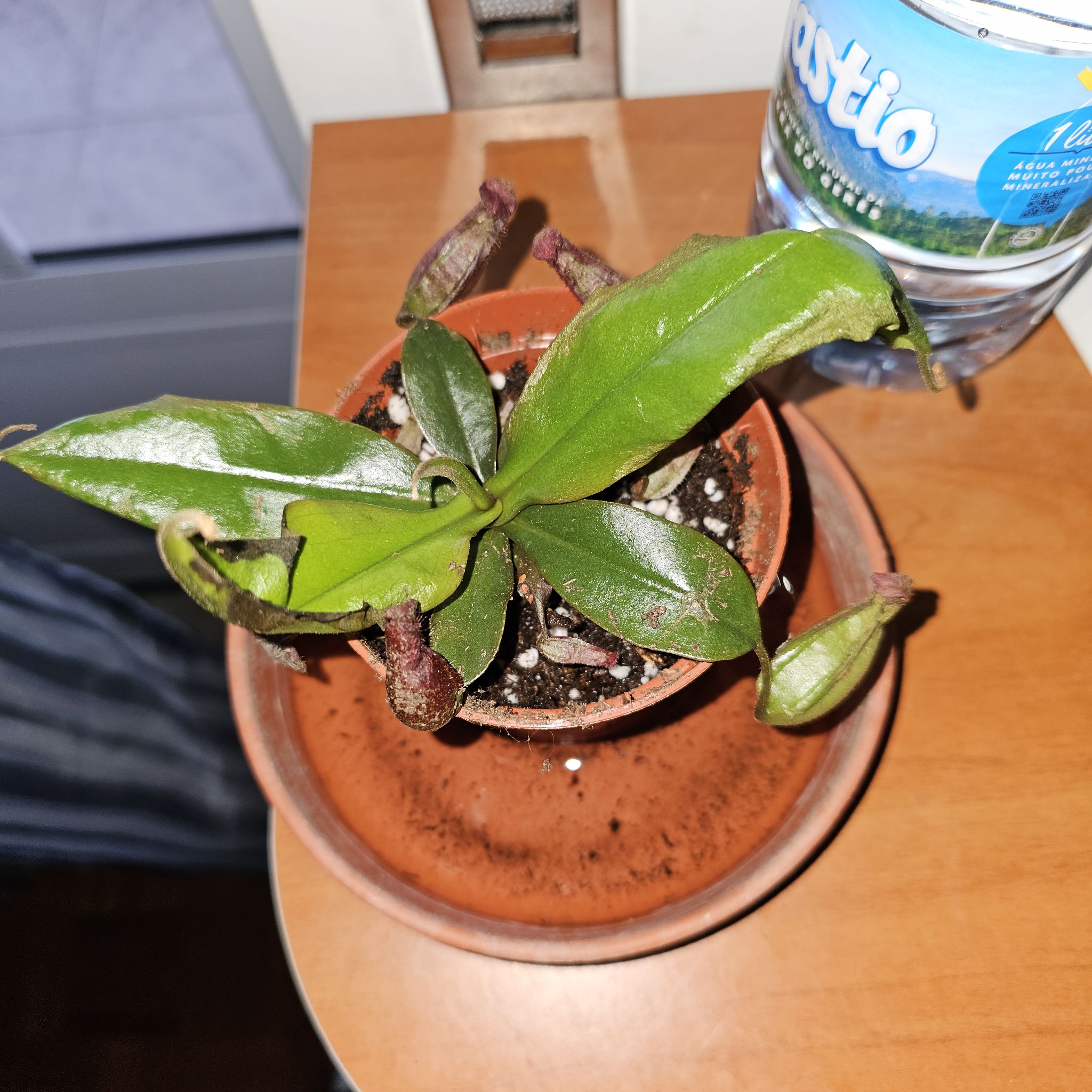 Photo of the plant species Bloody Mary Pitcher Plant by @SereneLithop named Hemingway on Greg, the plant care app