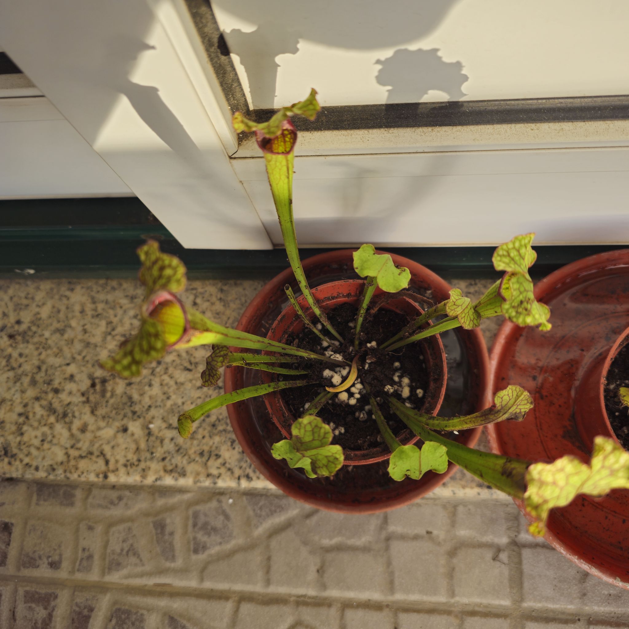 Photo of the plant species Judith Hindle Pitcher Plant by @SereneLithop named Winston on Greg, the plant care app