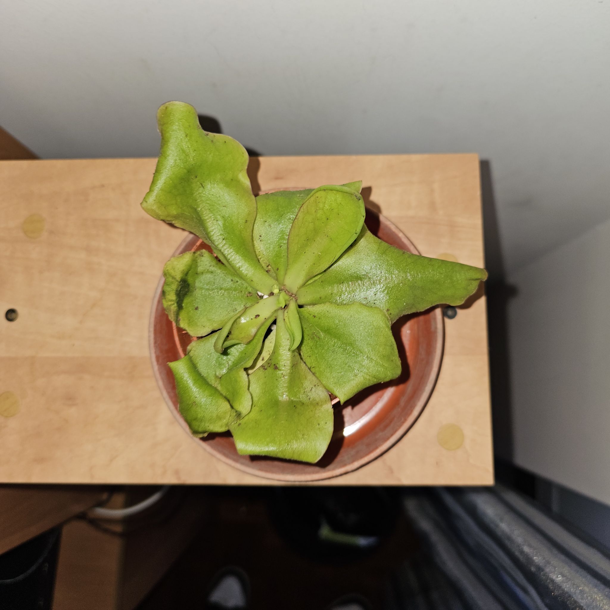 Photo of the plant species Pinguicula sethos x primuliflora by @SereneLithop named Achilles on Greg, the plant care app
