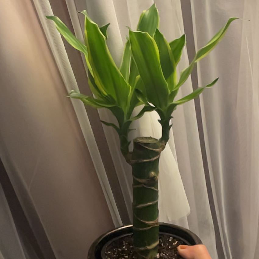 Photo of the plant species Moonlight Dragon Tree by @RevealingRosea named Moonlight on Greg, the plant care app