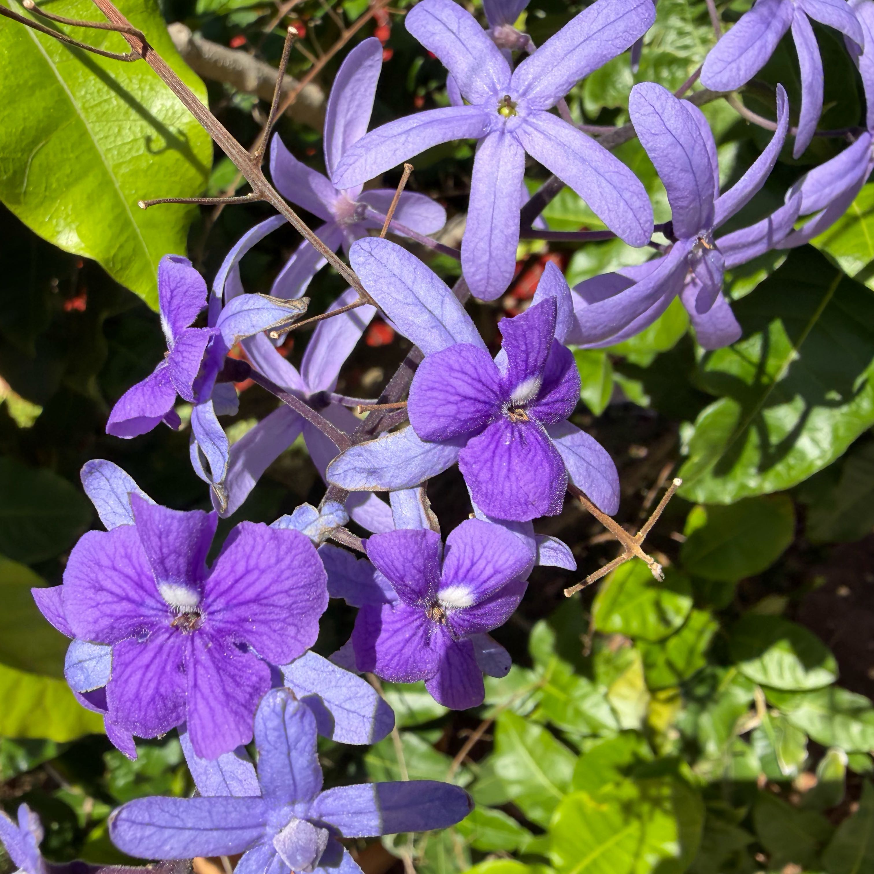 Photo of the plant species Queen's Wreath by @PoshLimabean named Fernie Mac on Greg, the plant care app