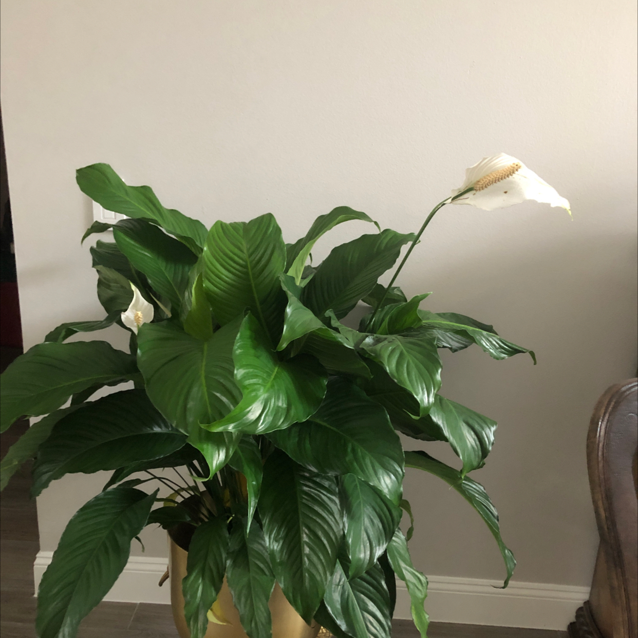 Anakoana