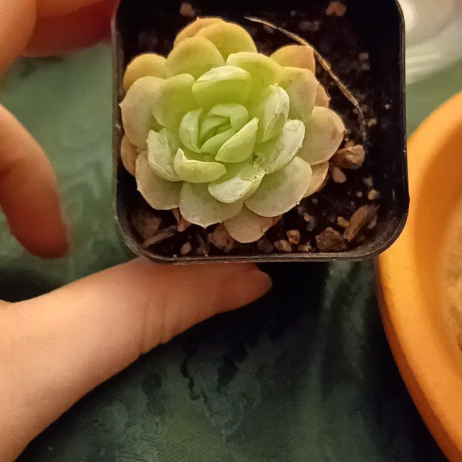 Photo of the plant species Echeveria Elegans 'Dongting' by @WittyLimetuff named Nemo on Greg, the plant care app