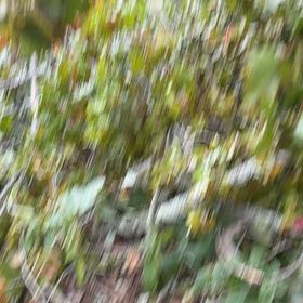 Photo of the plant species Horn Calcareous Moss by @AwesomeTutsan named Curie on Greg, the plant care app