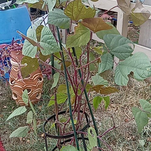 Photo of the plant species Hyacinth Bean by @TitanicIcecaps named Huckleberry Fern on Greg, the plant care app