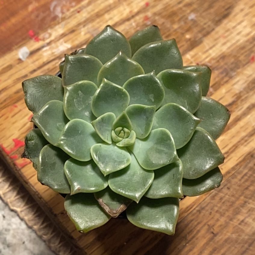 Healthy Taciveria 'Tasha' succulent with green rosette leaves.