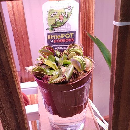 Morgan Treeman | A plant by @SageCuttings on Greg