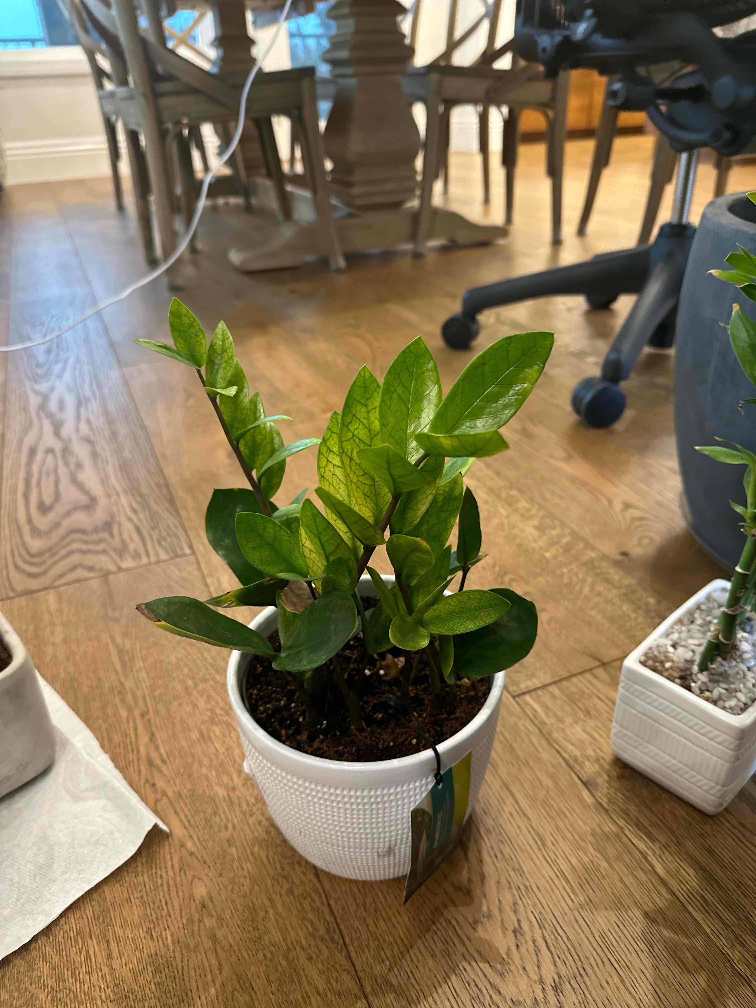 Chameleon ZZ Plant in a white pot on a wooden floor, appears healthy with vibrant green leaves.